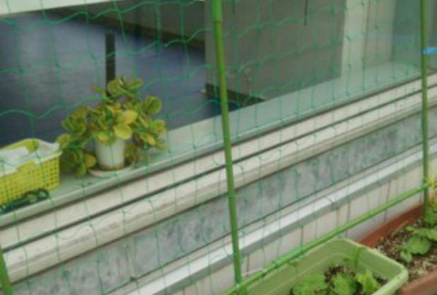 グリーンカーテン③