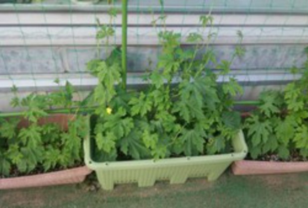 グリーンカーテン④