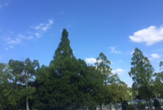 試合出場報告（安藤　博澄）