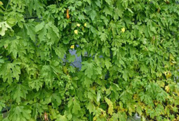 グリーンカーテン完成