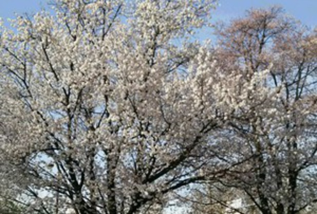 桜満開　ＧＷイベントのお知らせ