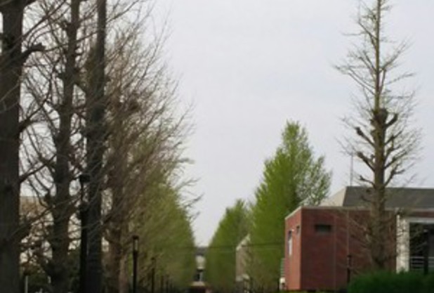 桜散ったら……