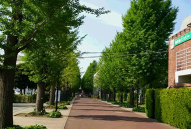 緑濃く……テニスには最高の季節