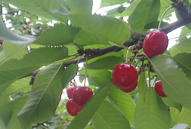 初夏の山形テニスキャンプ