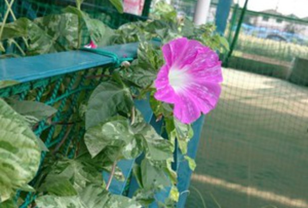 夏休みはおはようジュニア☆