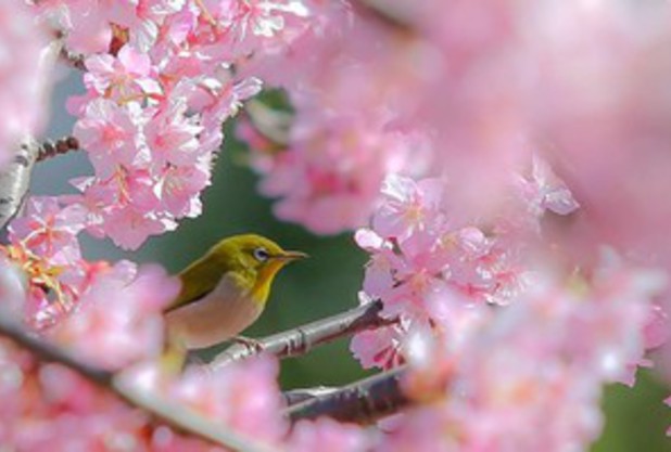 桜はいつかいな・・・