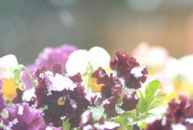 春なのに・・・