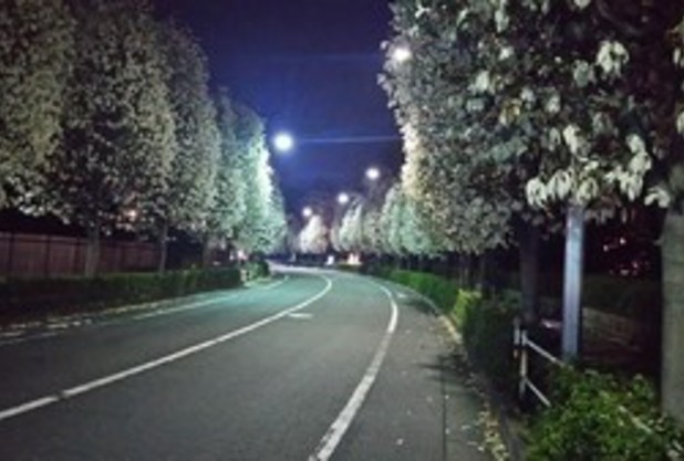 桜とは違った見ごたえ