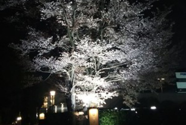 夜桜