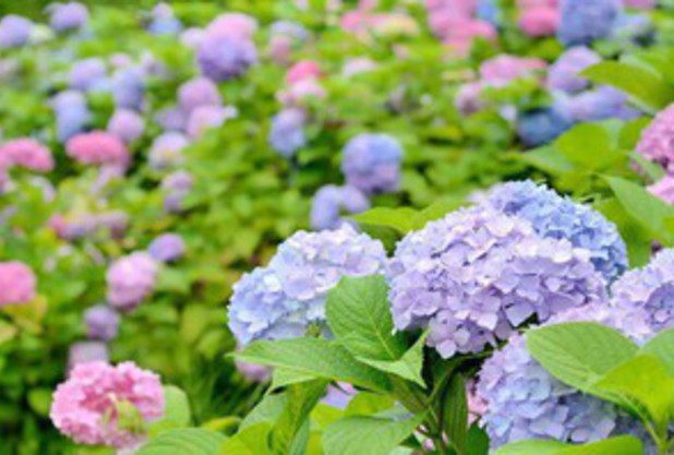 やってくるー！