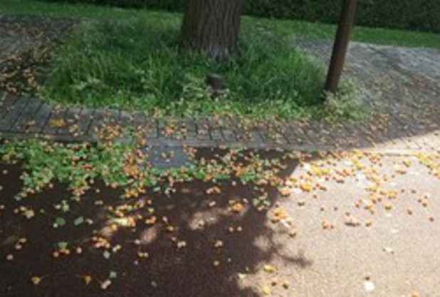 台風の落とし物