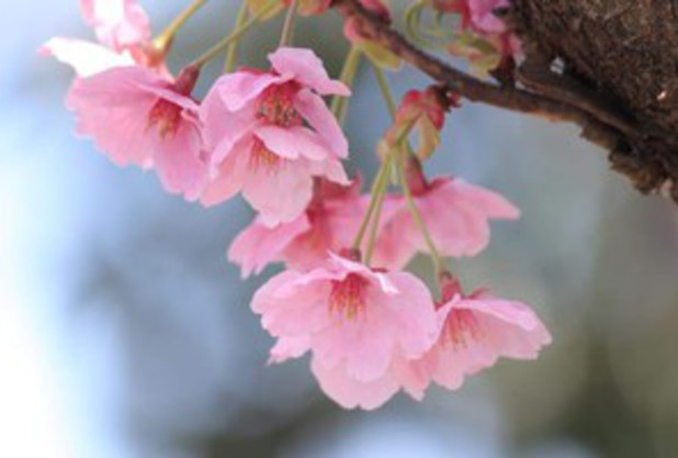 新年度始まりました