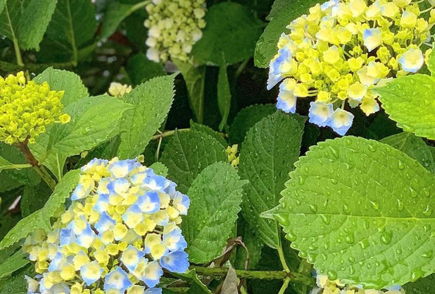 梅雨がすぐそこまで