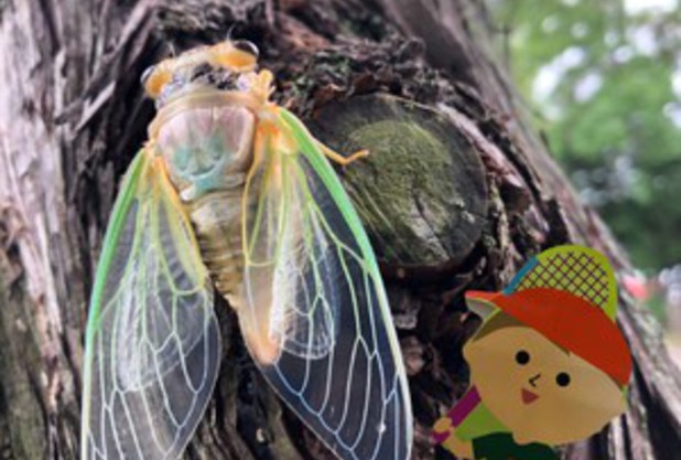 夏！夏！！夏！！！