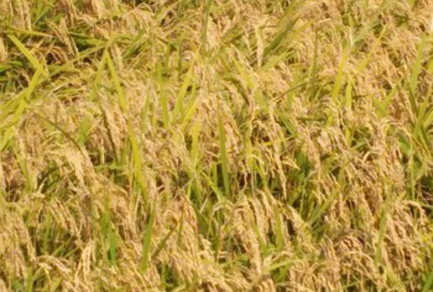  穂が………垂れてる