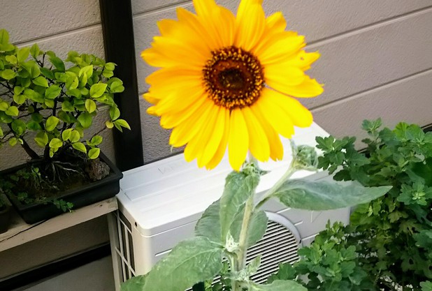 ちっちゃいけど頑張ってる