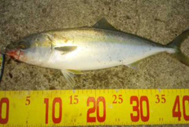 そうは問屋が卸さない。