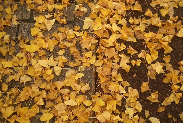 黄色のジュータン