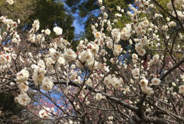 Rules of Tennis (vol.11)