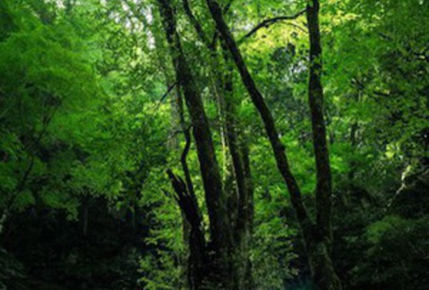 ネイチャーフォト