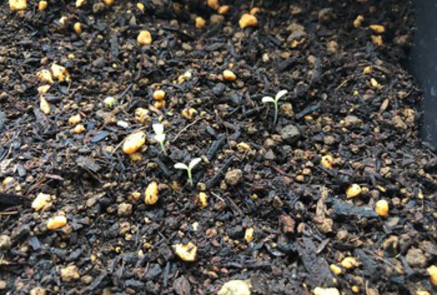 家庭菜園　寺見コーチ