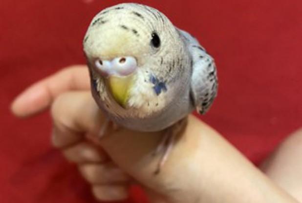 我が家のアイドル。田辺コーチ