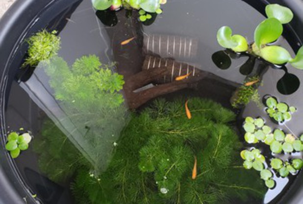 ベランダの癒し　大久保コーチ