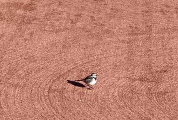 コートに鳥が