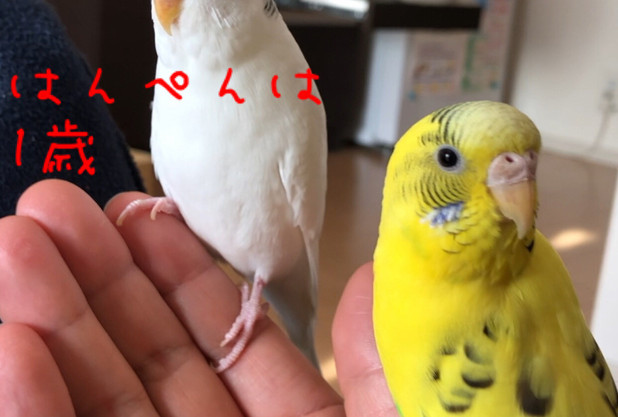 習い事にテニスを