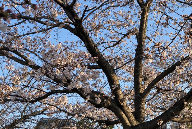 春のブログ　卒業式風？