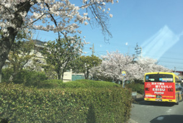 お花見、、、ではありません