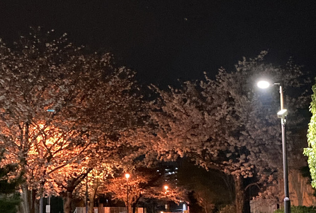 昼と夜の桜