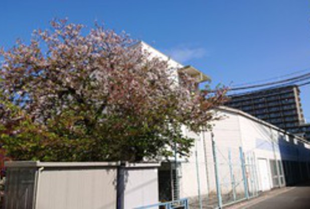 桜も散ってしまいましたが。。。