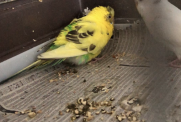 マジカルブログ