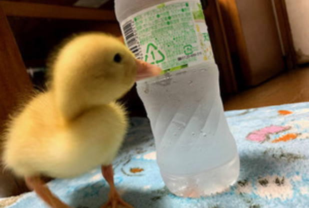 完全復帰までもう少し