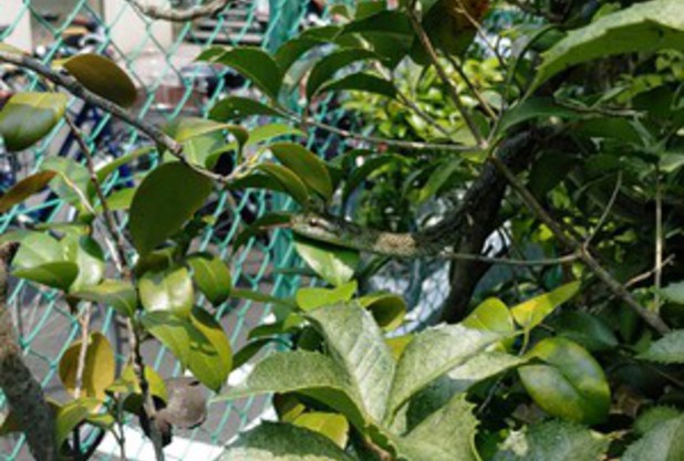 あ、やせいの〇〇がとびだしてきた！！