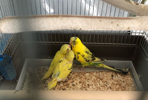 名前が決まりました