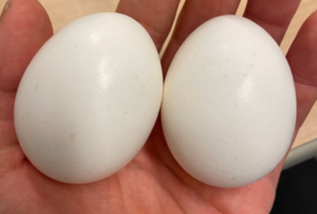 毎日食べるものシリーズ