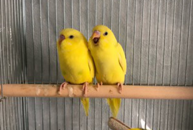 8月だ！夏だ！オリンピックだ！