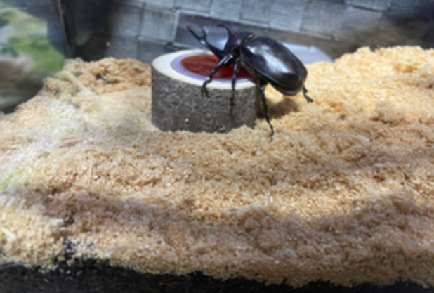 新しい家族が増えました！