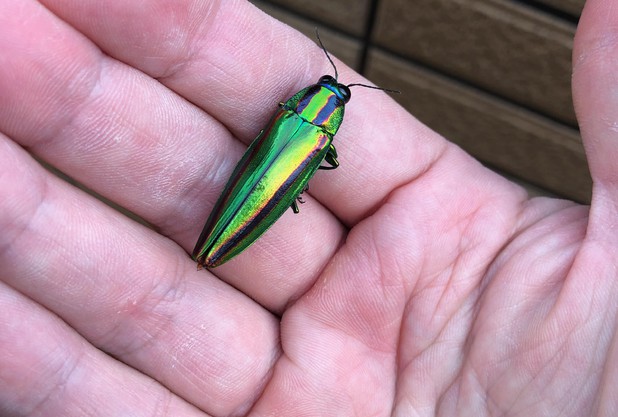 ムシとインコと私