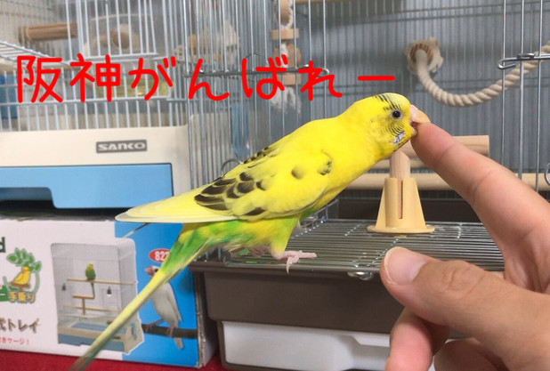 オーマイゴット！