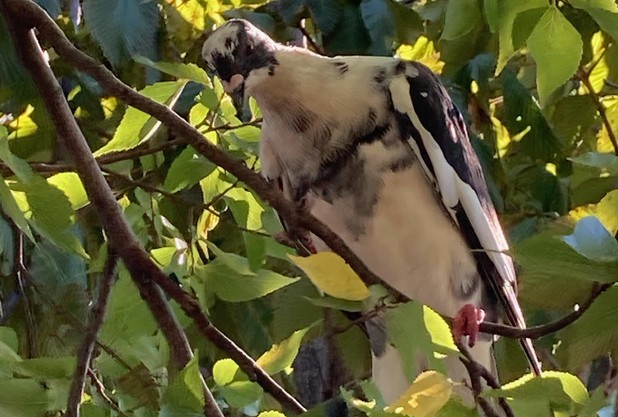 白黒の鳩