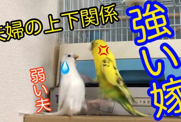 金星とビッグボス！