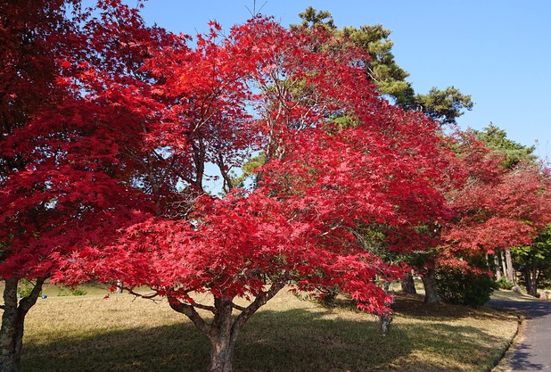 紅葉
