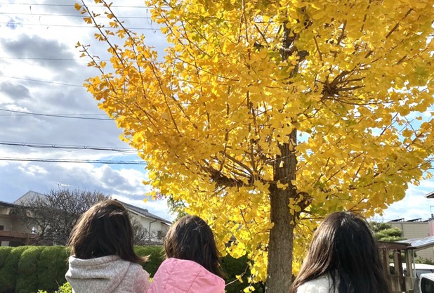 黄色い銀杏♪