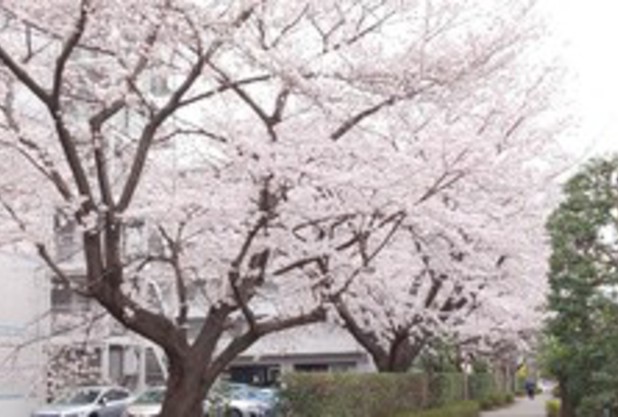 桜