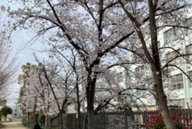 桜満開