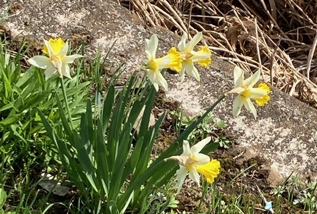 〝花〟スイセンティタティタ