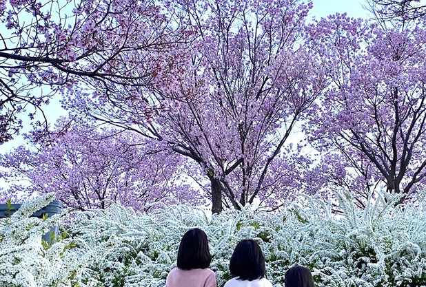 桜の季節は一瞬！